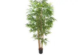 Pianta di Bamboo ornamentale 230 cm. 2480 foglie