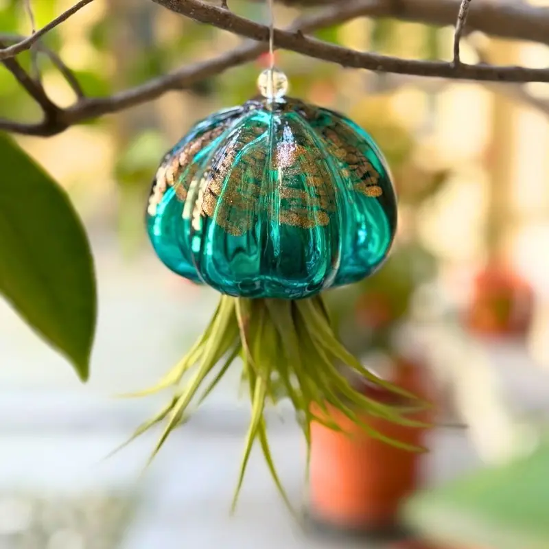RICCIO - Porta Tillandsia