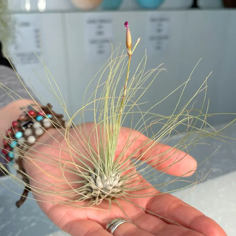 Tillandsia ARGENTEA