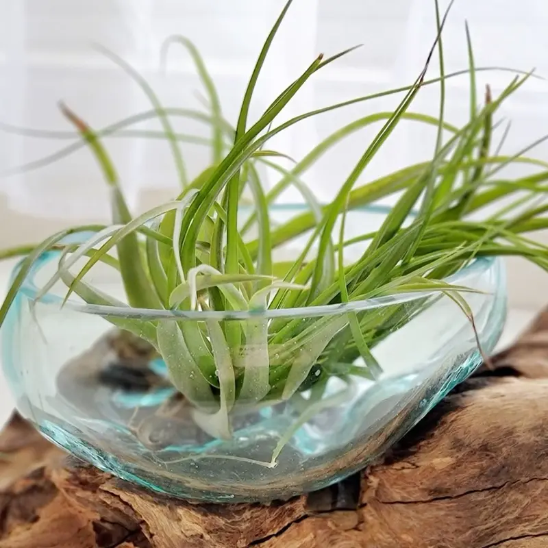 Tillandsia BRACHYCAULOS MULTIFLORA