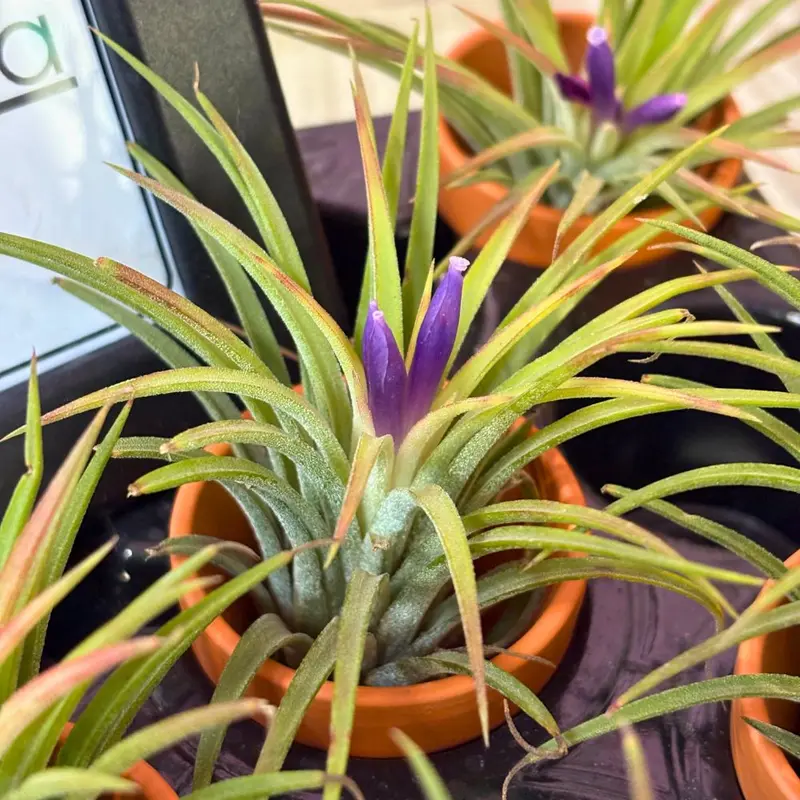 Tillandsia IONANTHA