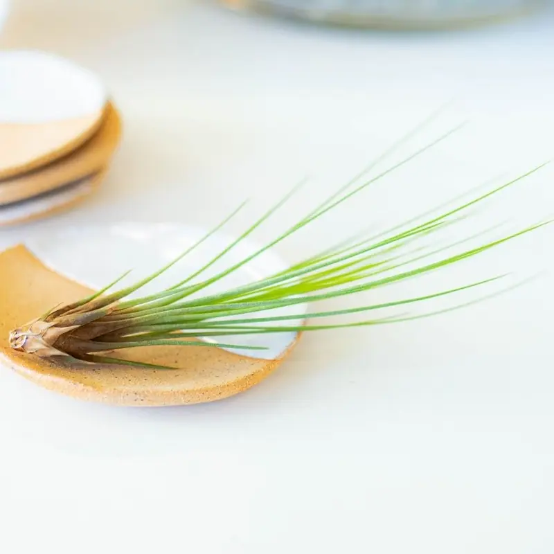 Tillandsia JUNCEA