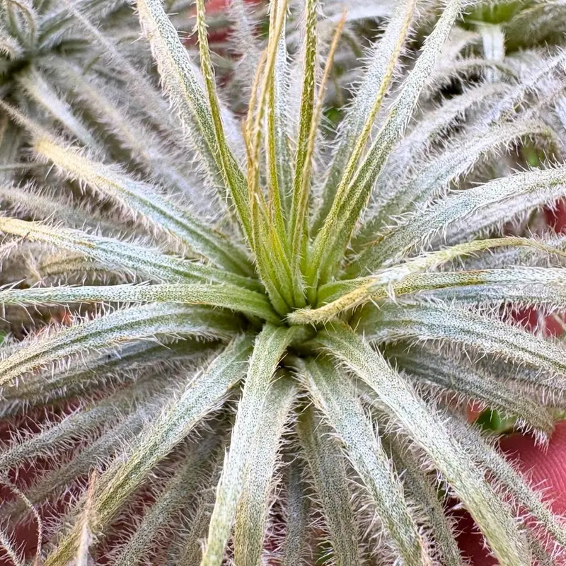 Tillandsia TECTORUM