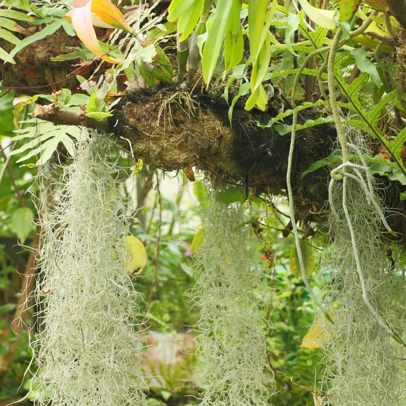 Tillandsia USNEOIDES