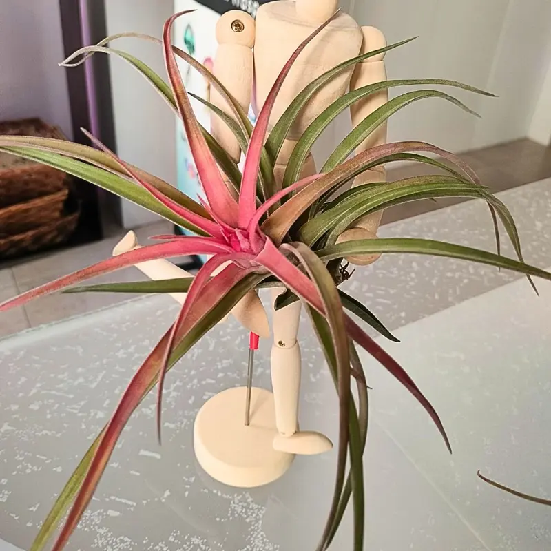 Tillandsia VELUTINA